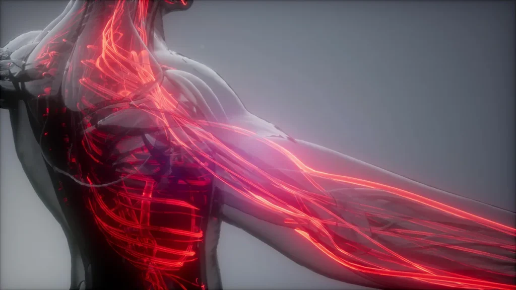 Anatomical visualization of glowing red vascular and nerve networks running through the chest, shoulder and arm