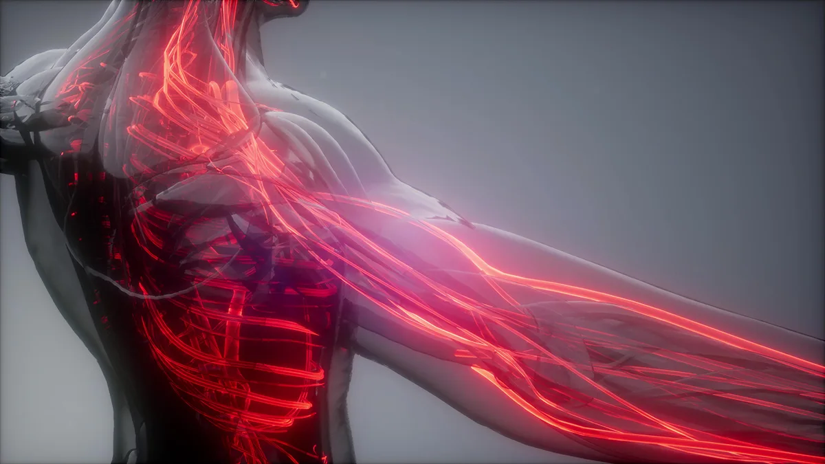 Anatomical visualization of glowing red vascular and nerve networks running through the chest, shoulder and arm