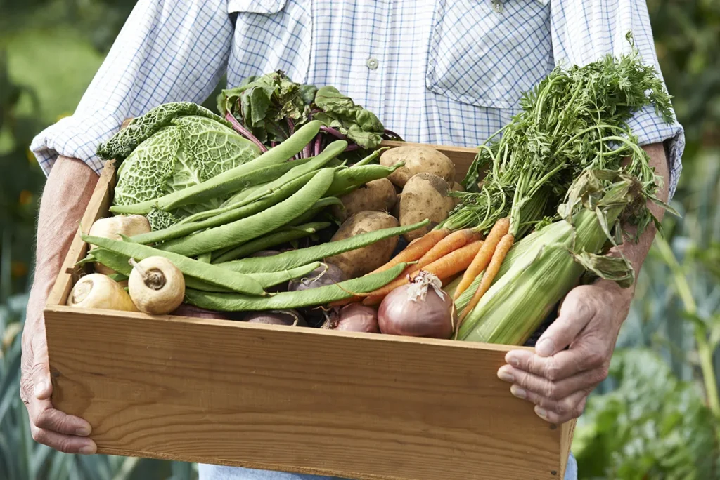 An older person holding a wooden crate of freshly harvested vegetables — leafy greens, beans, carrots, beetroot and root vegetables
