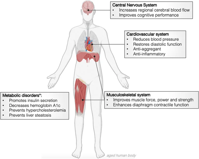 Diagram of an aged human body showing the effects of dietary nitrate across the central nervous, cardiovascular, musculoskeletal and metabolic systems