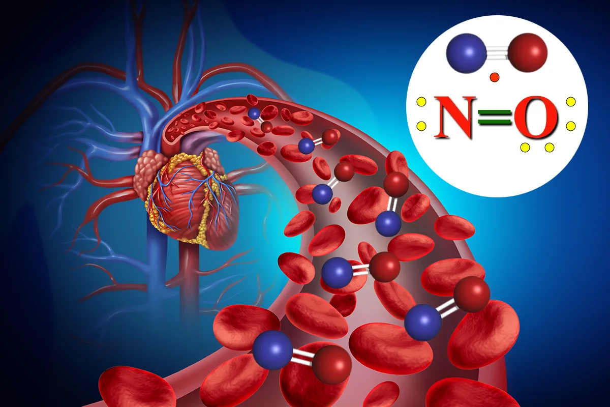 Illustration of nitric oxide molecules moving through a blood vessel toward the heart