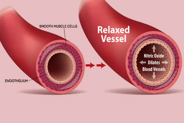 Diagram of a relaxed blood vessel showing how nitric oxide dilates blood vessels